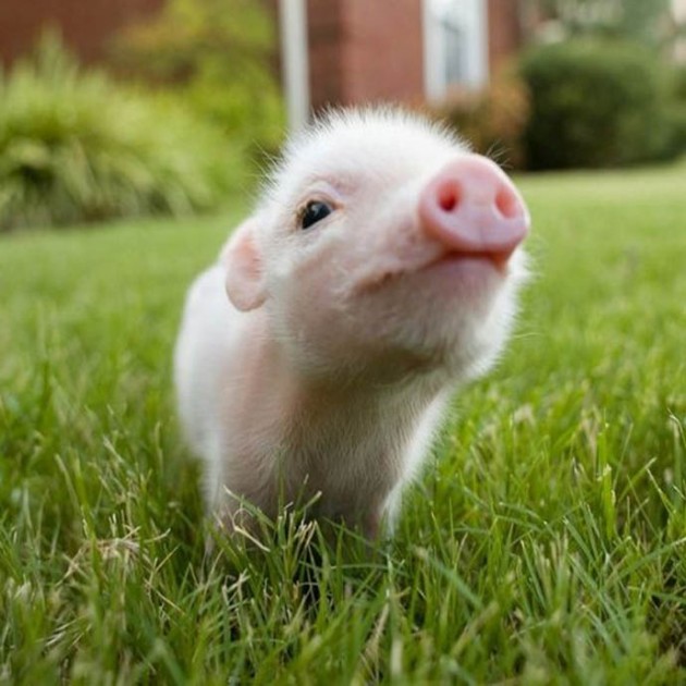 Piglet